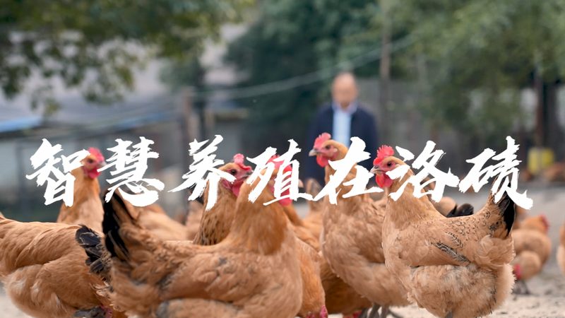 如何选择合适的ELISA试剂盒代理加盟？关键因素解析**